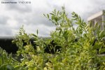 Tournesol