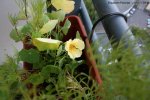Tournesol
