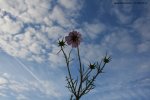Tournesols