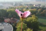 Tournesols