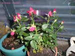 Hellebore