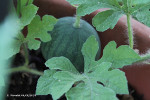 Géranium