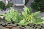 Tournesols