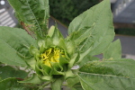Tournesol balcon 2021