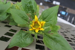 Tournesol