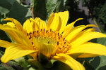 Tournesol