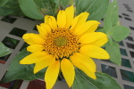 Tournesol