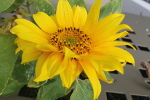 Tournesol