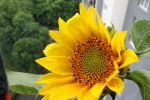 Tournesols