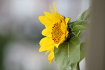 Tournesol balcon