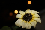 Tournesol