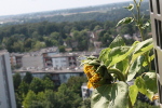 Tournesol