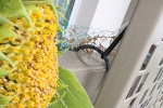 Tournesol