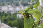 Tournesol