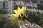 Tournesol