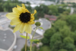 tournesol