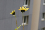 Araignée sur tournesol