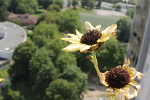 Tournesol balcon
