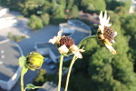Tournesol balcon