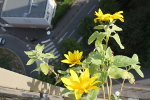 Tournesol