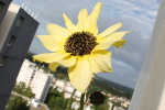 Tournesol