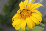 Tournesol