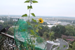 Tournesol
