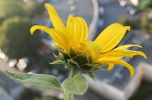 Tournesol
