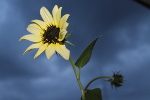 Tournesol