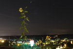 Tournesol