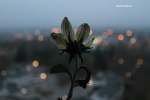 tournesol