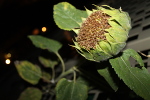 Tournesol balcon 2022
