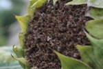 Tournesol