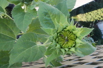tournesol balcon