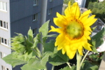 Tournesol