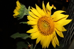 Tournesol