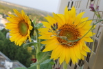 Tournesol balcon