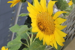 Tournesol balcon
