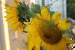Tournesol balcon