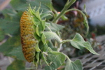 Tournesol balcon