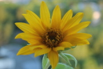 tournesol balcon