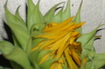 Tournesol balcon