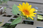 Tournesol balcon