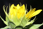 Tournesol balcon