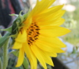Tournesol