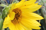 Tournesol